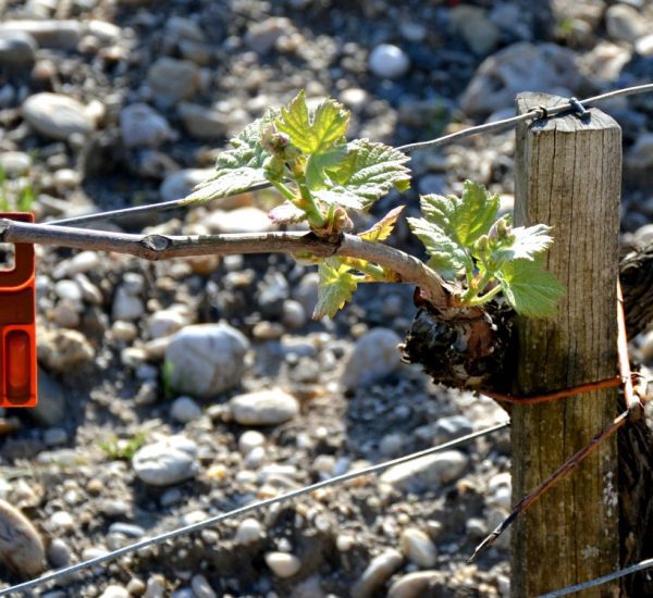 Travail-à-la-vigne-Protection-1440x900